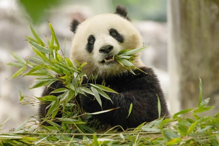 2 Giant Pandas Coming To Smithsonian S National Zoo From China Exclusive 2 Giant Pandas Coming To Smithsonian S National Zoo From China Exclusive