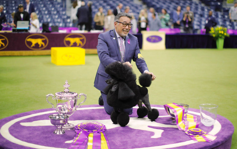 The Winner of the 2024 Westminster Dog Show Is Sage, A Miniature Poodle