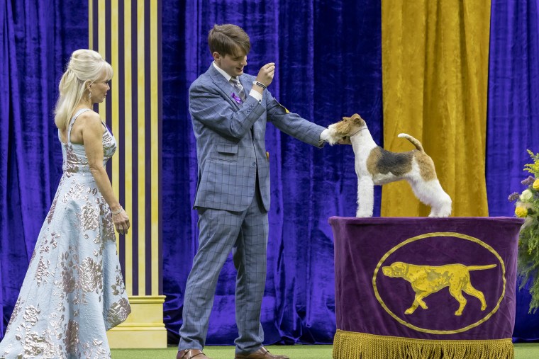 Westminster Dog Show Streaming Options [Year]