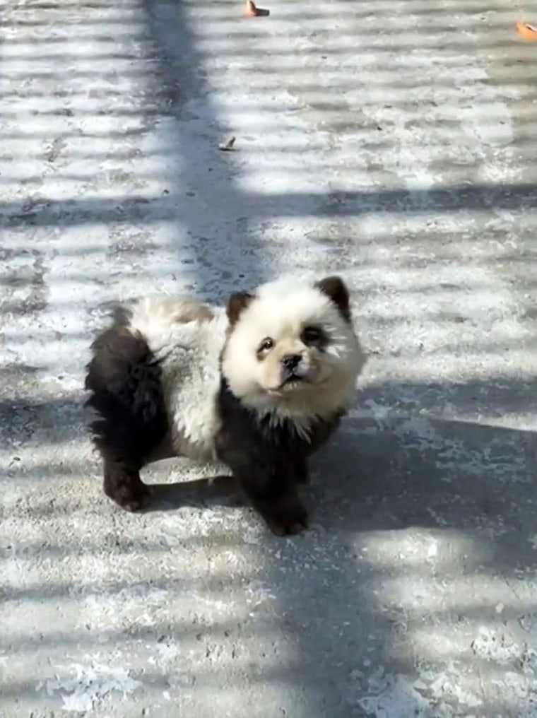 Dyes dog to look like baby pandas.