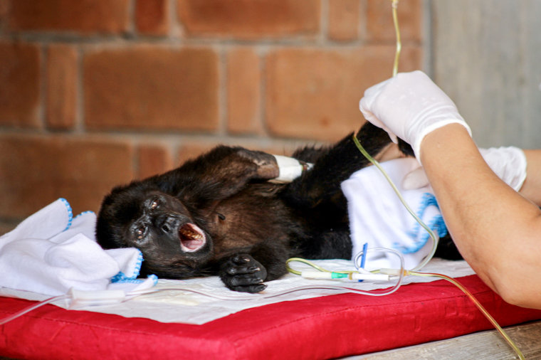 A caged howler monkey gets treatment.