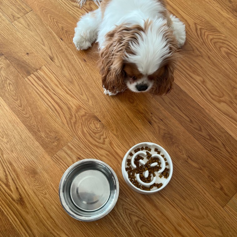 Small cavalier King Charles spaniel dog sitting and looking at a white bowl with dry dog food.