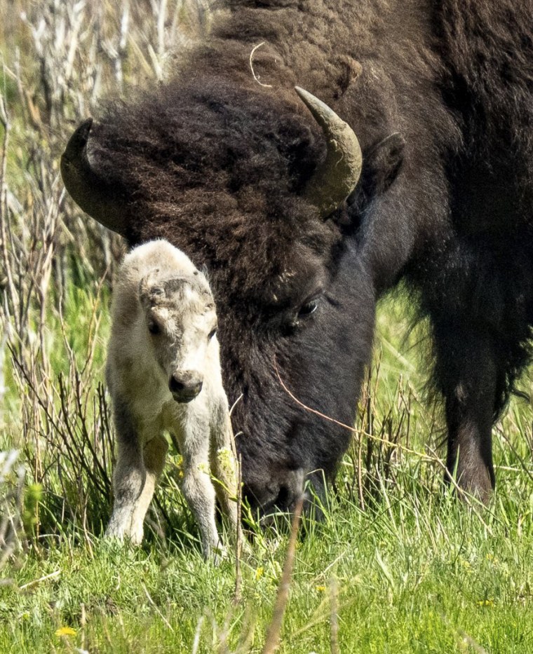 Image: white baby calf buffalo birth yellowstone national park rare