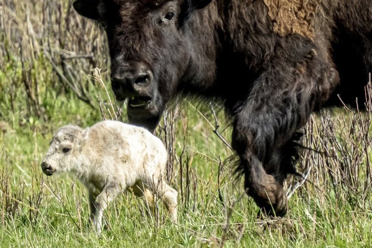 Image: white baby calf buffalo birth yellowstone national park rare