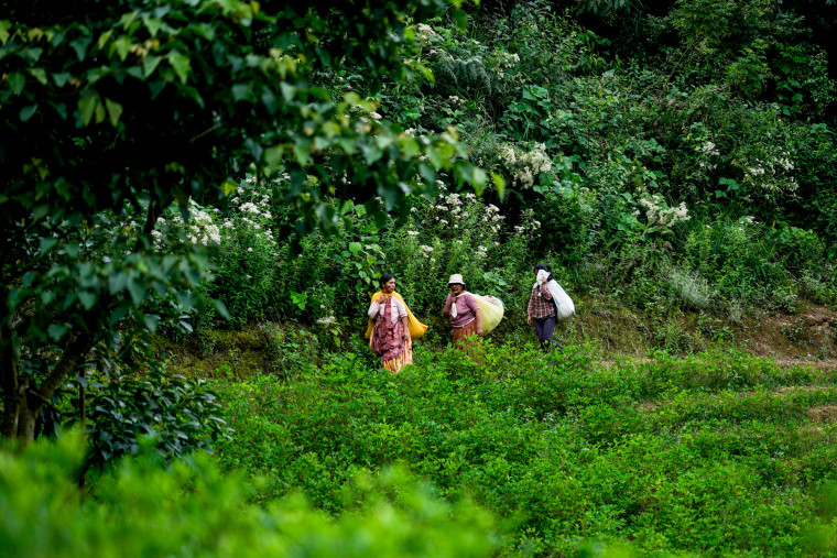 A brew of ancient coca is Bolivia's buzzy new beer. But it's unclear if ...