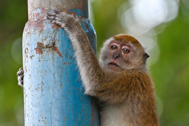 A long-tailed macaque, also called cynomolgus macaques, climbs a pole in Indonesia in 2023.