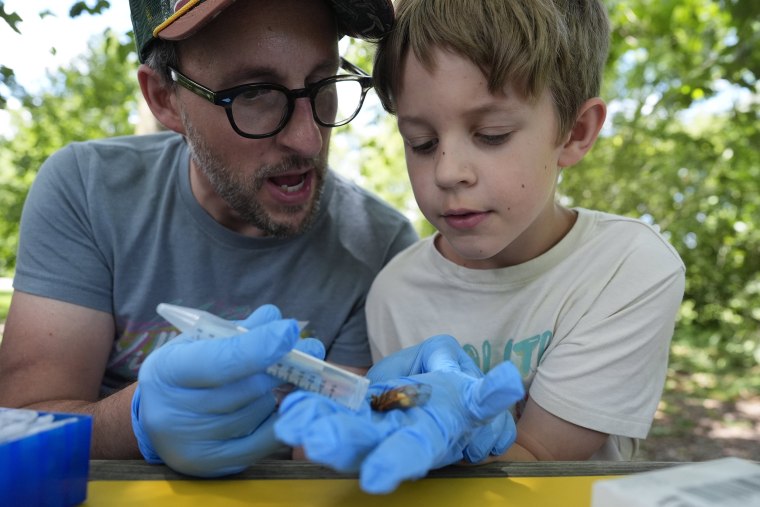 West Virginia University mycology professor Matt Kasson and his son Oliver Kasson, 9, confirm a periodical cicada infected with the Massospora cicadina fungus is still alive immediately before field processing at Morton Arboretum on Thursday, June 6, 2024, in Lisle, Ill. 