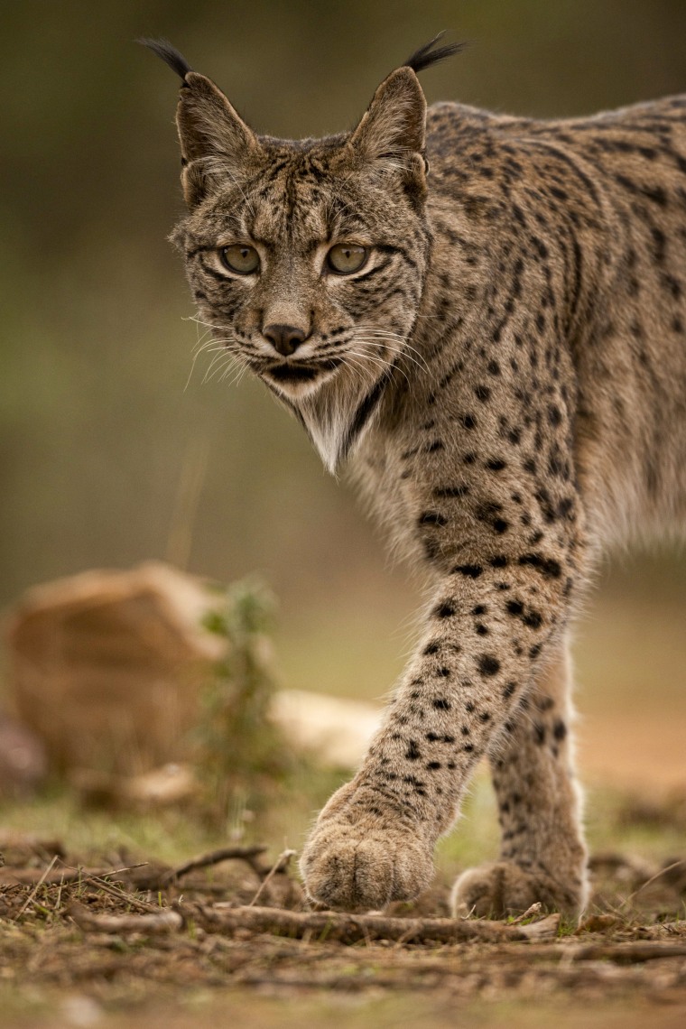 Iberian Lynx.