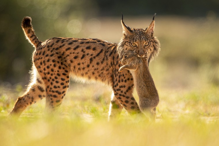 An Iberian lynx walks with a rabbit in its mouth.