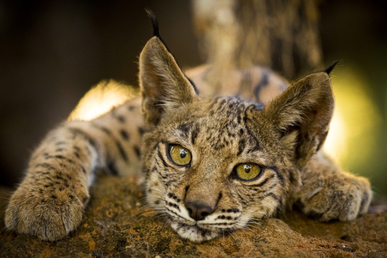 An Iberian lynx cub.