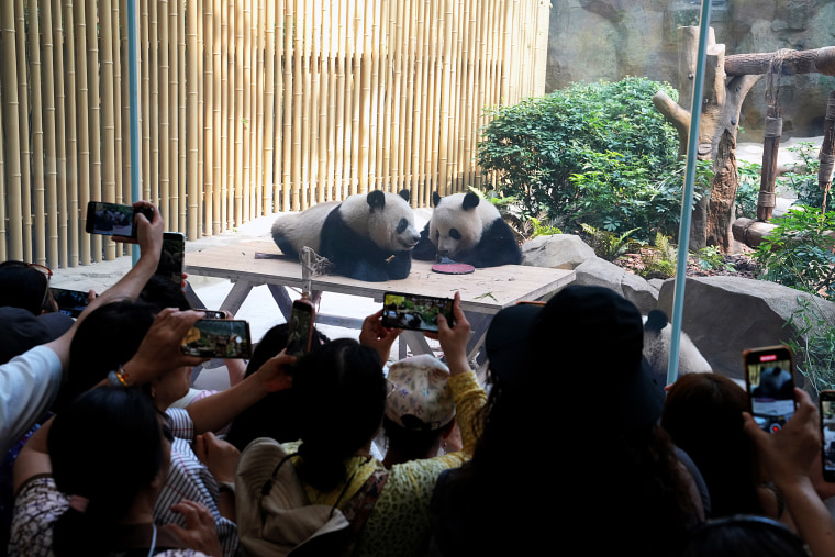 Giant Pandas Enjoy Themselves In Chengdu