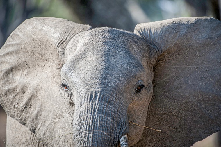 Close-up of African elephant.