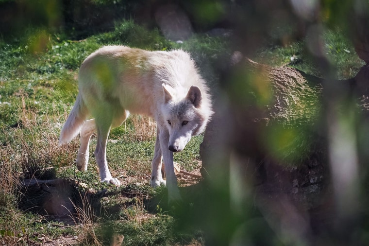 Woman attacked by wolves near Paris zoo.