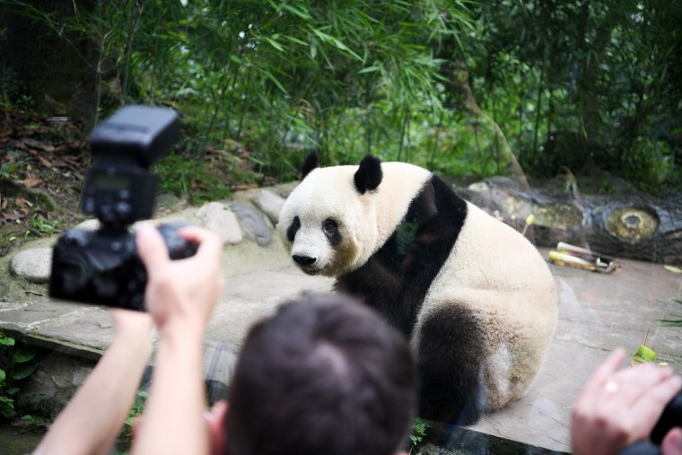 China Sichuan ya'an Panda Xiang Xiang 7th Birthday - 12 Jun 2024