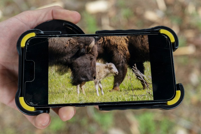 Jordan Creech holds his phone with a photo of the white buffalo calf