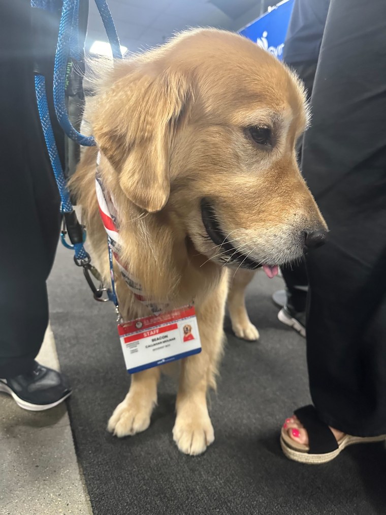 Beacon the emotional support dog