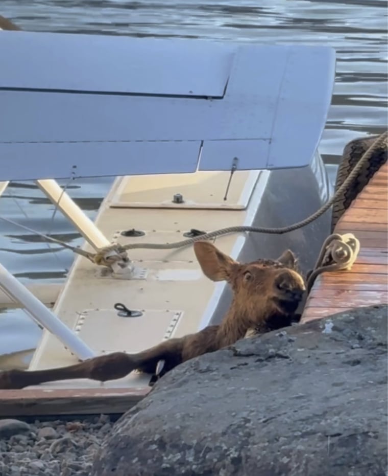 Una cría de alce lucha por mantenerse a flote después de caer al agua en Alaska.