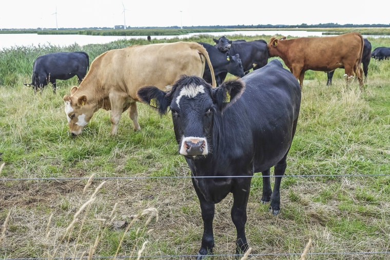 A herd of cows near Allerup, Denmark.