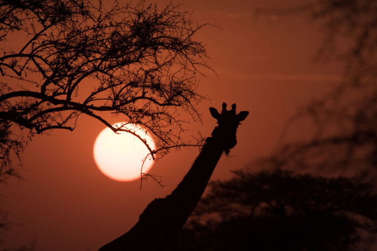 Una jirafa en el parque nacional Serengeti, en Tanzania.