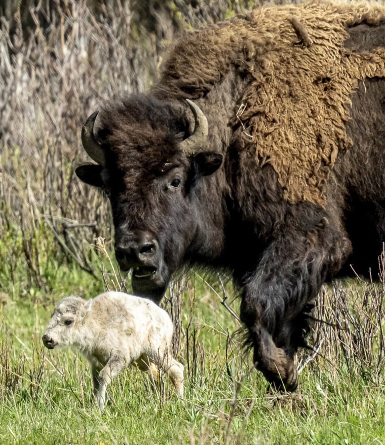 Yellowstone Park White Buffalo