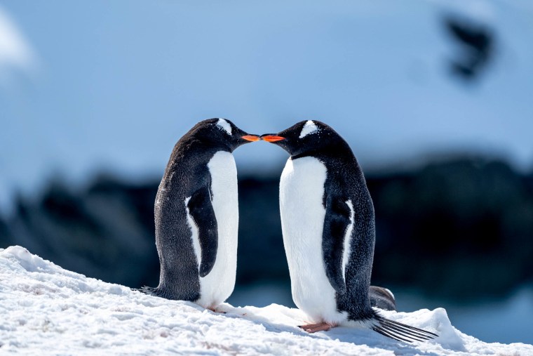 What Is Pebbling? Penguin Love Language Goes Viral on TikTok