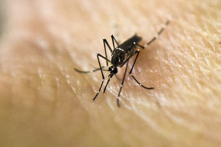 Health officials in the Florida Keys issue a local dengue fever alert