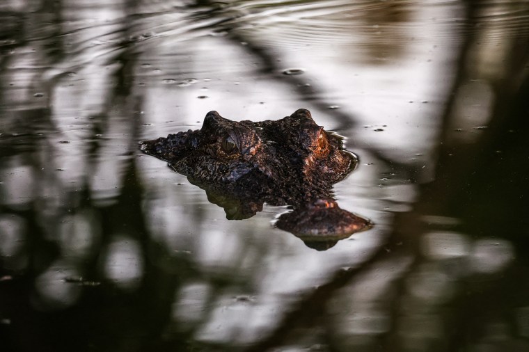 Australian police find remains of girl attacked by a crocodile