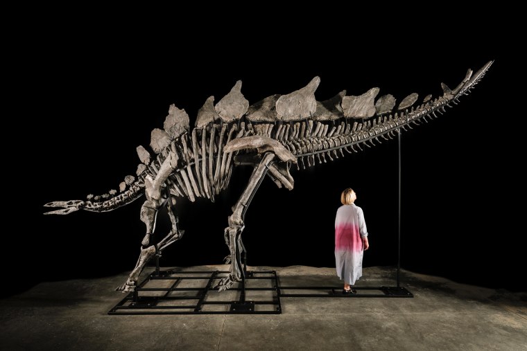 A Stegosaurus fossil on display, a person walks beneath it to illustrate the size