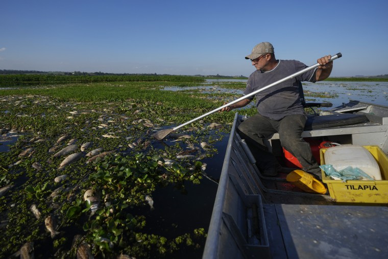 The state's environmental agency alleges that the cause of their death is irregular dumping of industrial waste into the river. 