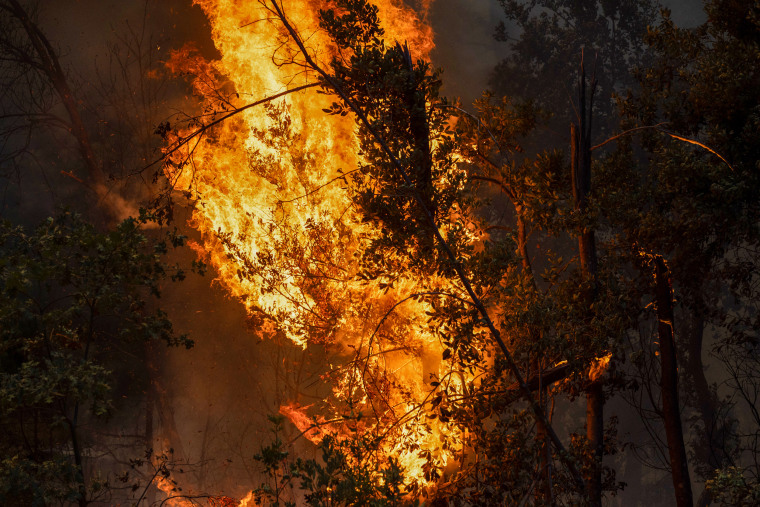 A tree burning.