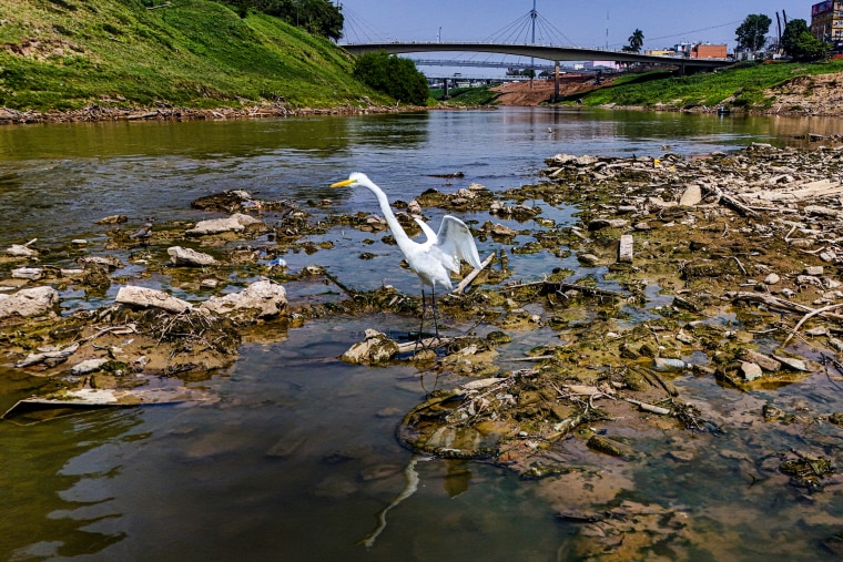 A heron stands in the Acre River.