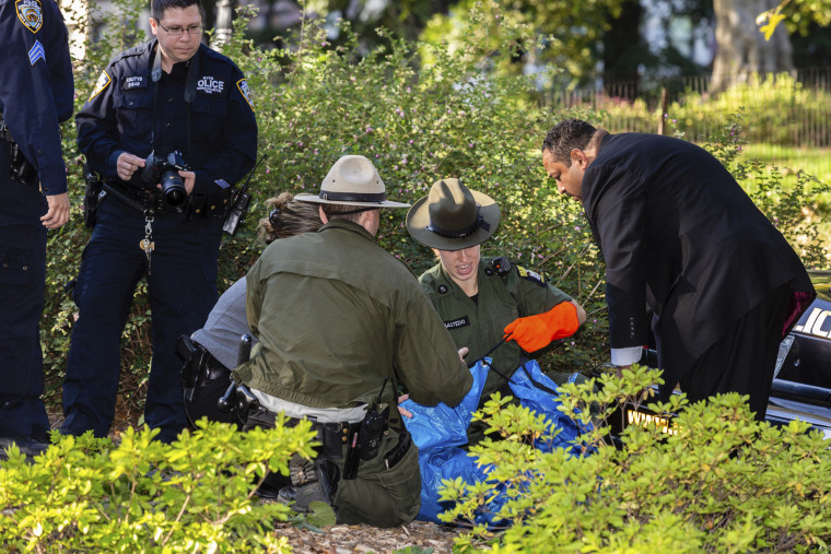 New York authorities are dealing with the body of a bear cub found dead under bushes in Central Park.