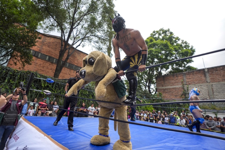 Wisin, o "cachorrinho lutador" 