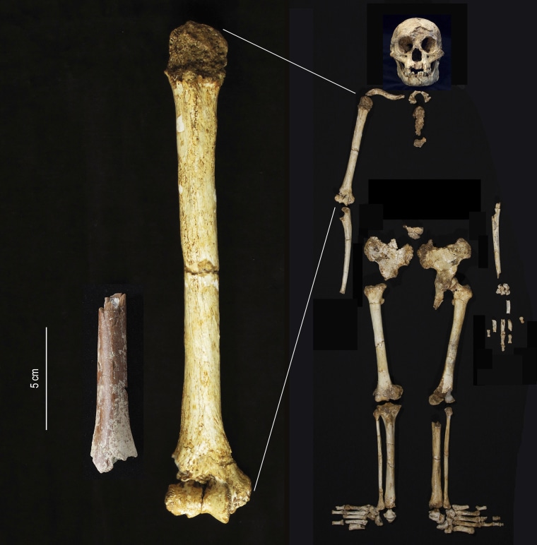 Fossils recommend early human ‘hobbits’ had ancestors who have been even smaller