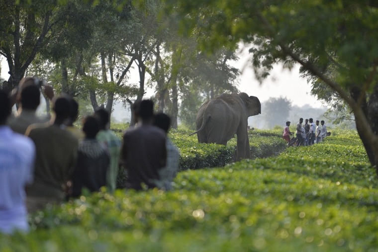 As the human population increases the natural habitat of the elephants get destroyed and they are forced to move in farming areas where causing damage to crops.