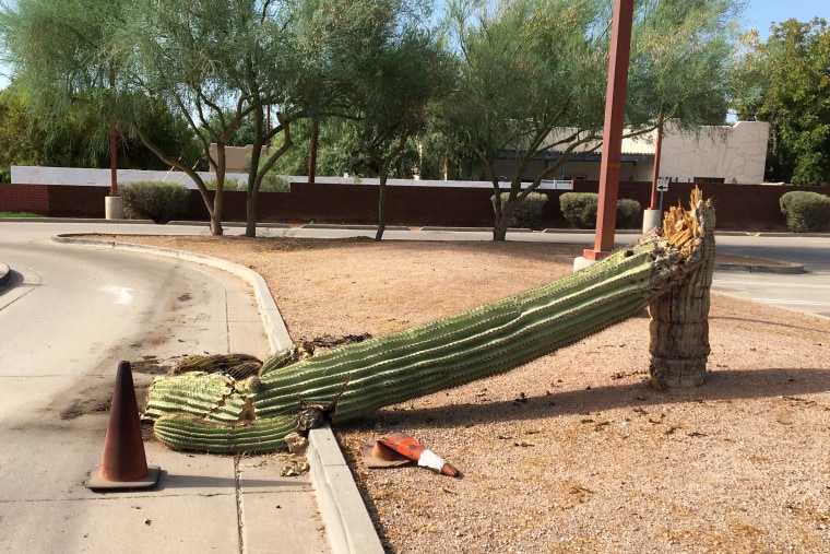 saguaro Carnegiea gigantea