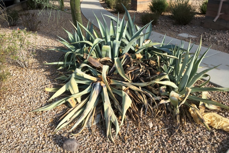 agave plant desert plant