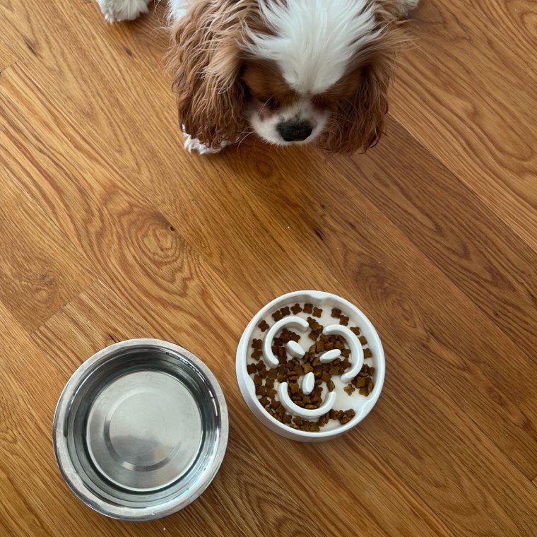 A dog on a wood floor looks at a white food bowl and metal water bowl