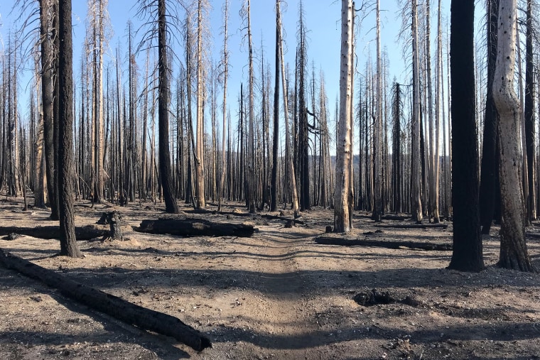 Karen Altergott passed through this burn zone in Lassen Volcanic National Park while hiking the Pacific Crest Trail in 2022.