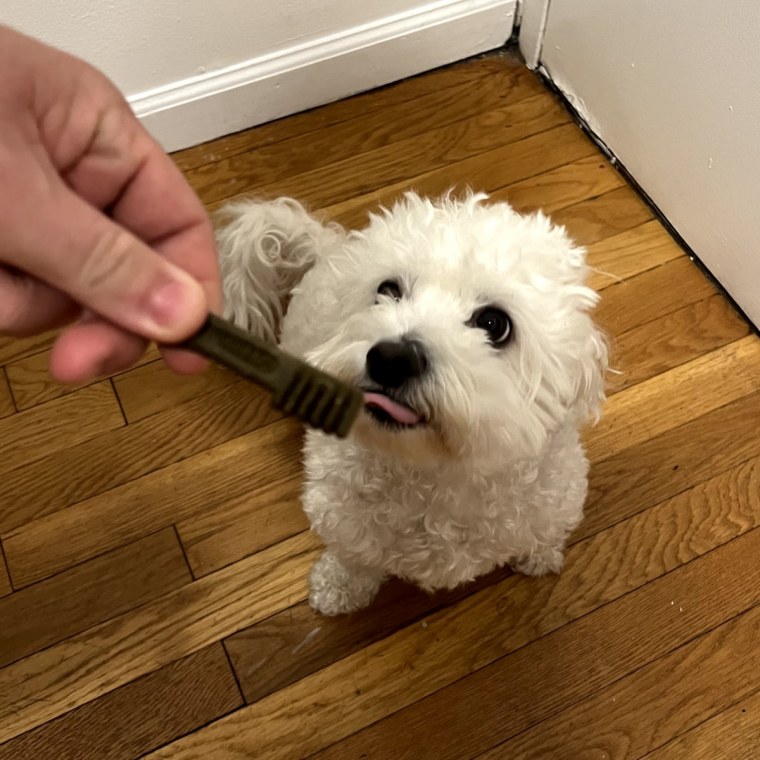 Hand feeding a Greenies dental chew to a small white dog