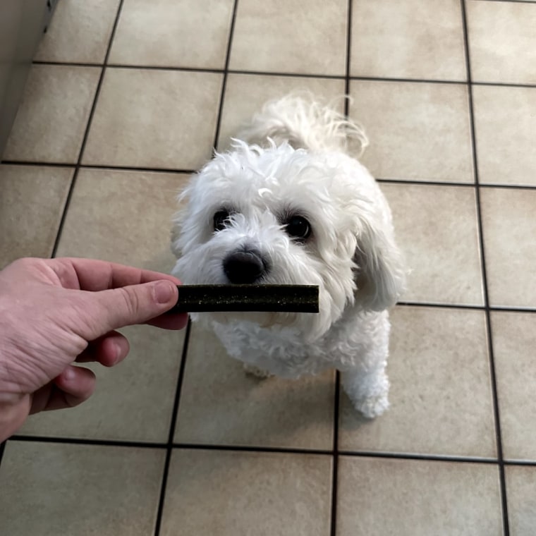 Hand holding a green dental chew stick in front of a small white dog.