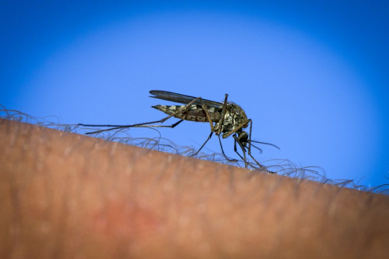 Common gnat / common house mosquito.