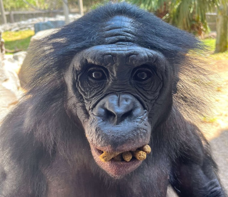 Jenga was born at Jacksonville Zoo and Gardens in June 2011. He was the first bonobo birth that our Animal Care Specialists were able to witness, since it occurred during the day instead of overnight. Jenga was a goofball that loved to play with others and cause a little mischief, but always put a smile on people's faces. 