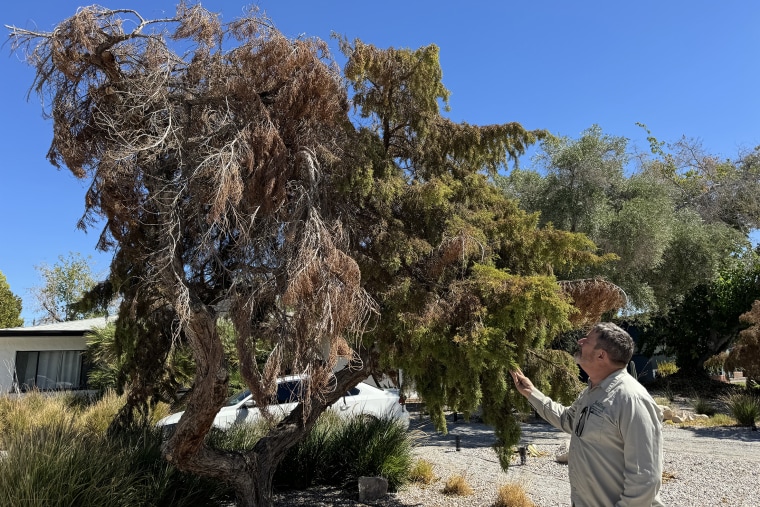 Norm Schilling inspects dieback on a juniper tree in Las Vegas on Aug. 23.