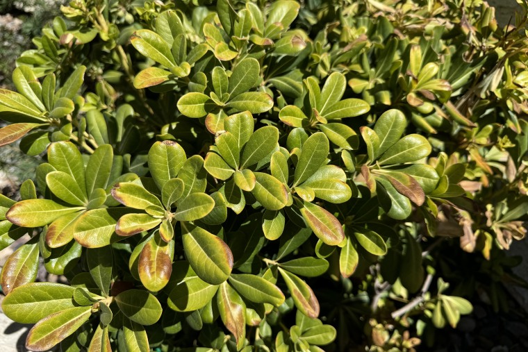 Sunburned leaves of a mock orange shrub on Aug. 23. Brown patches show where the tissue was damaged.