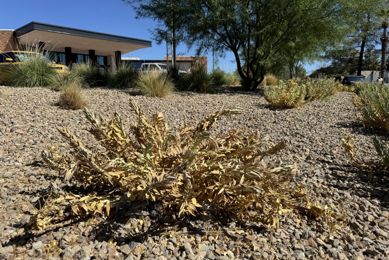 A gopher spurge succulent in Las Vegas that withered and died as a result of too much heat and sun exposure.