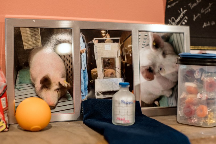 Framed photos of a pig on a mantle