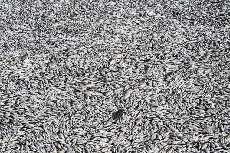 Nearly a year after catastrophic floods in the Thessaly region of central Greece, tons of dead fish have been washed into the Gulf of Volos, about 170 km north of Athens.