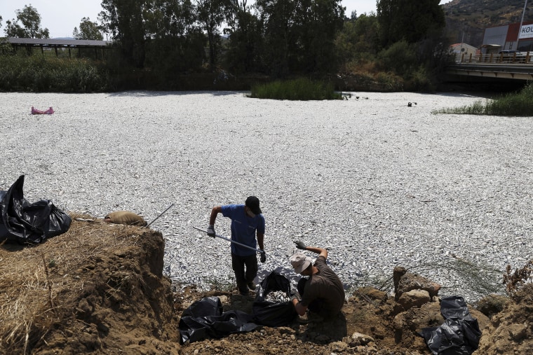 Greece Fish Wash Up On Shore