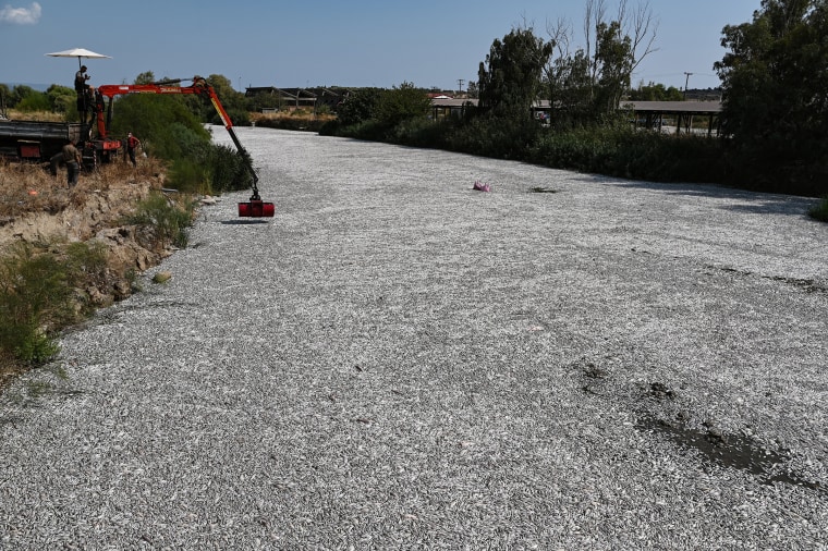 Nearly a year after catastrophic floods in the Thessaly region of central Greece, tons of dead fish have been washed into the Gulf of Volos, about 170 km north of Athens. 